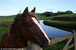 A Horse by the Cut