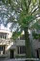 Yew Tree Skipton Castle 