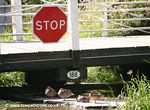 Ducks at Grange Swing Bridge #188