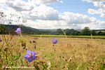 Towpath Flowers