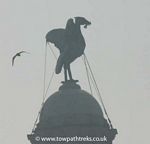 Liver Bird