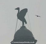 Liver Bird