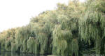 Willow Trees