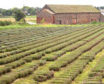 Lavender Fields