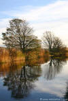 Reflections of Trees