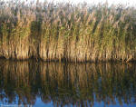 Reeds at Haskayne