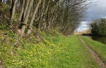 Towpath in Spring