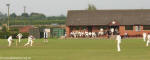 Canal Cricket