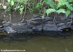 Tavistock Canal