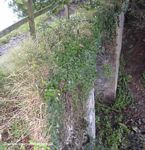 Tavistock Canal