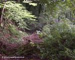 Mill Hill Branch Tavistock Canal