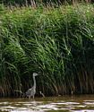 Grey Heron on the Weaver