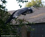 Grey Heron, The River Weaver Navigation