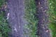 grass with ruts